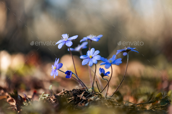 Violet blue flowers in dark forest - Stock Photo - Images