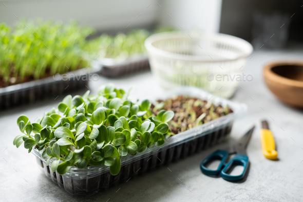 Harvest of milk thistle microgreens sprouts - Stock Photo - Images