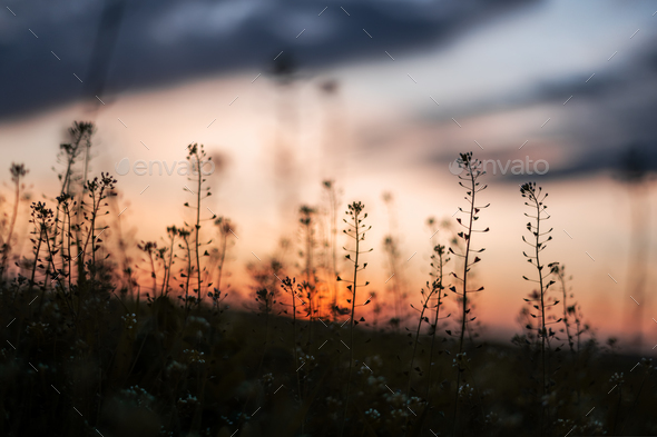 Amazing sunset on summer field - Stock Photo - Images