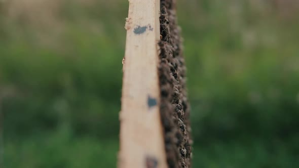 A Panel From the Beehive with a Lot of Bees, Close Up. alt