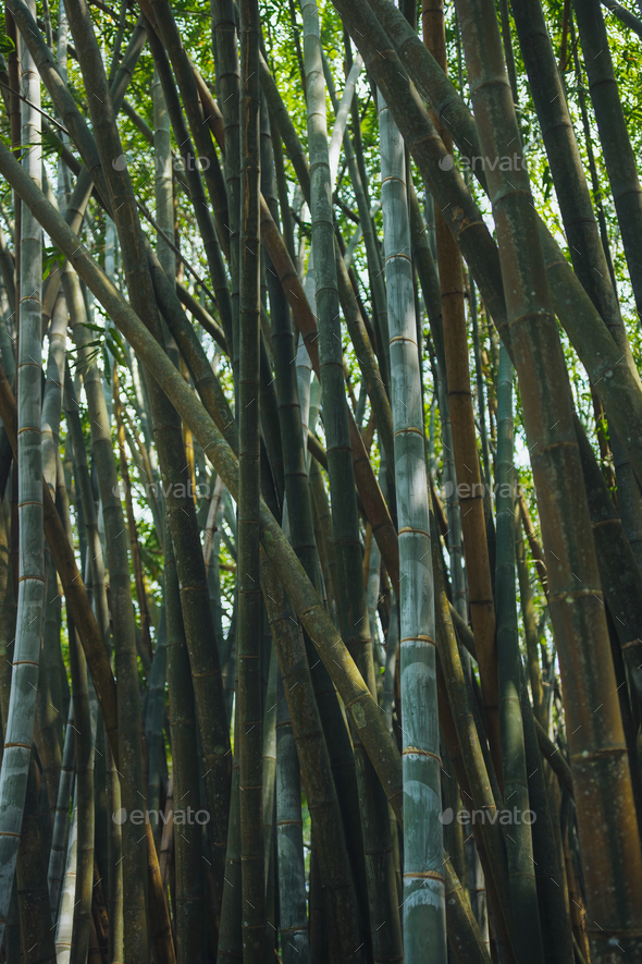 The Majestic Beauty of Bamboo Growth in Natural Parkland