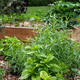 Herbs and vegetables in a country garden in summer - PhotoDune Item for Sale