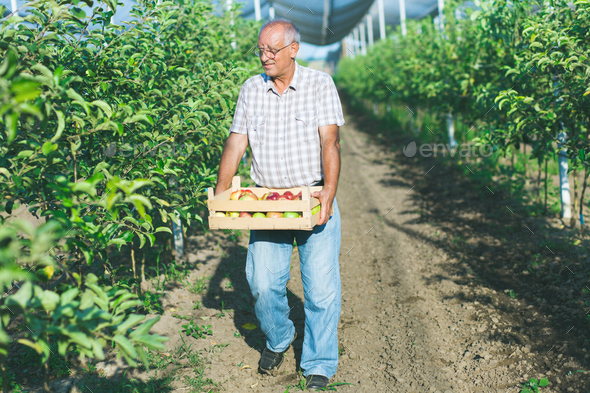 Senior man in his orchard examining the apple production.
