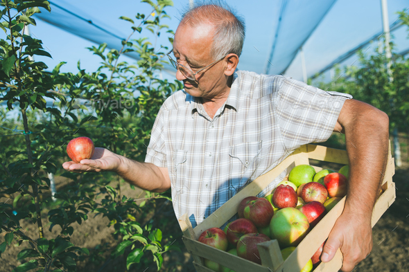 Senior man in his orchard examining the apple production.
