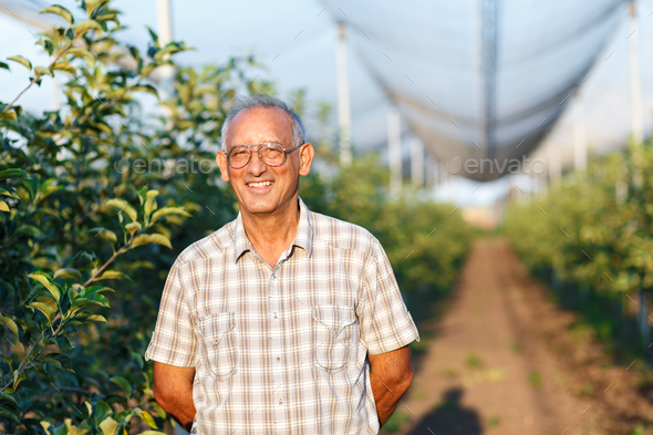 Portrait of senior man in his orchard examining the apple production.
