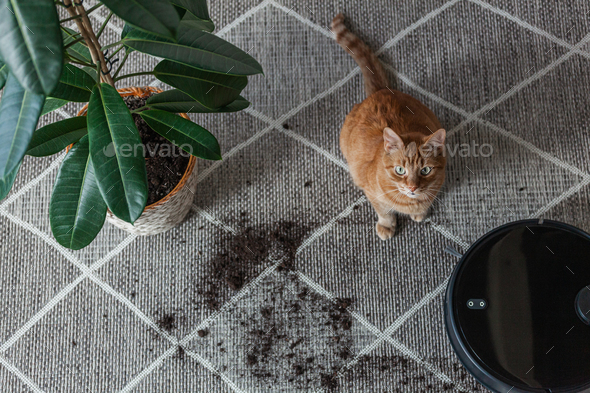 Robotic vacuum cleaner cleaning dirty carpet and cat home next to plant