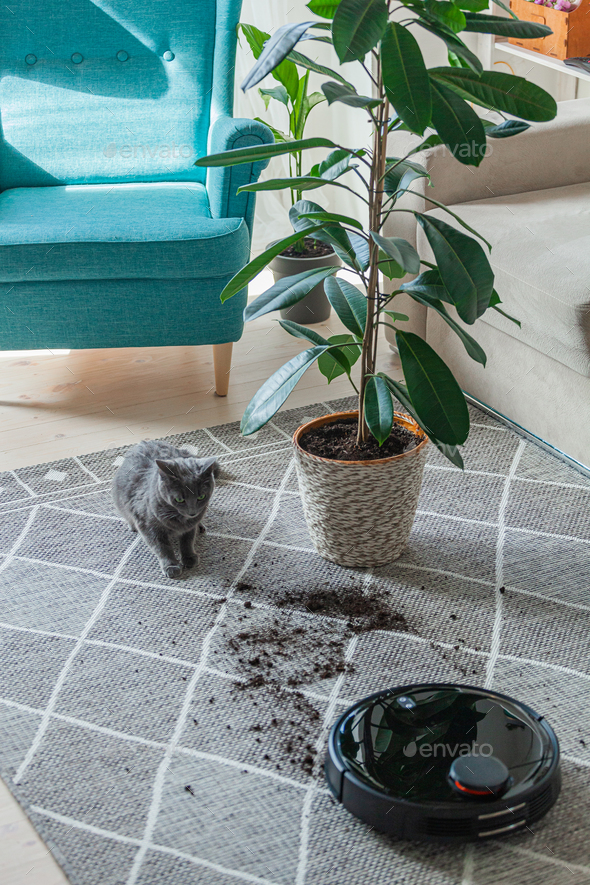 Robotic vacuum cleaner cleaning dirty carpet and cat home next to plant