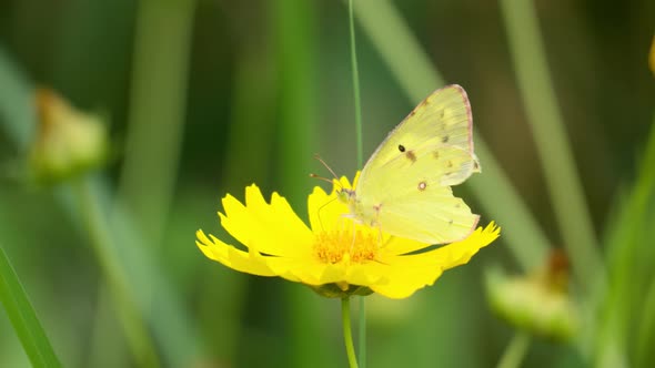 Butterfly Colias Poliographus on yellow tickseed flower - close-up alt