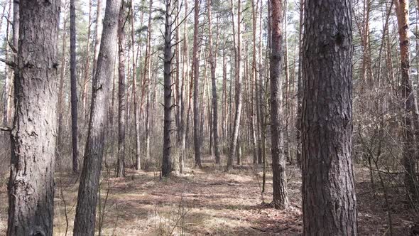 Trees in a Pine Forest During the Day Aerial View alt