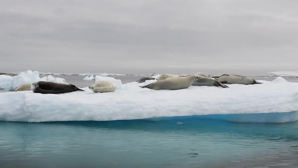 Crabeater Seals on Ice Flow Antarctica