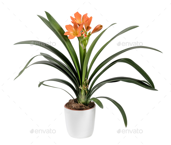 Blooming clivia miniata with delicate flowers in pot - Stock Photo - Images