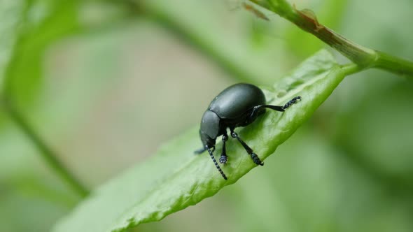 Agelastica alni black leaf beetle insect in natural environment 4K 2160p 30fps UltraHD footage - Ald alt
