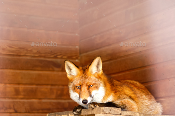 Red Fox - Vulpes vulpes, sitting up at attention, direct eye contact, a little snow in its face, tre
