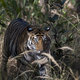 Royal Bengal tiger in the bush  - PhotoDune Item for Sale