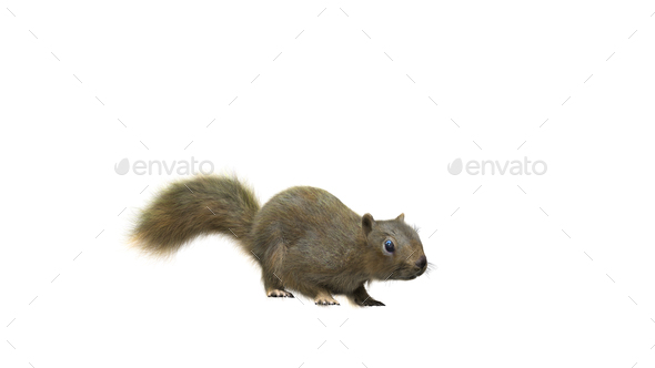 Squirrel with fluffy Fur in standing or jump pose isolated on White Background with Clipping Path.