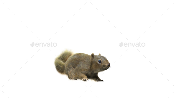 Squirrel with fluffy Fur in standing or jump pose isolated on White Background with Clipping Path.