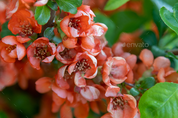 Flowers of Japanese Quince. Chaenomeles bush. Flowering fruit plant in the garden. Red-pink flower - Stock Photo - Images