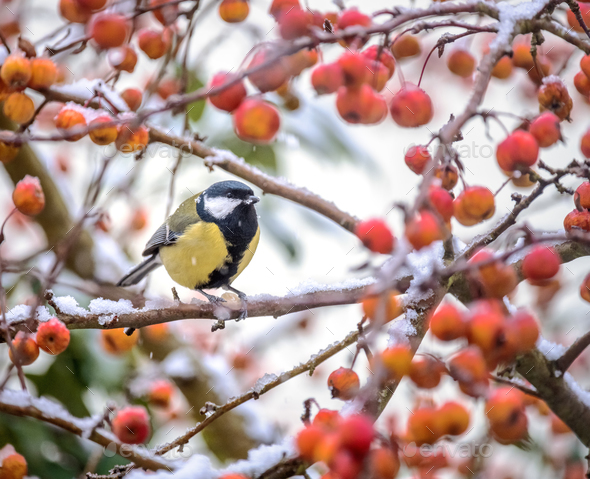 Great Tit bird sitting on a apple tree branch - Stock Photo - Images