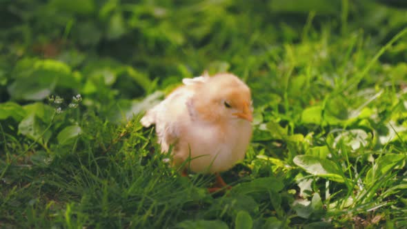 Chicken Walking on the Grass