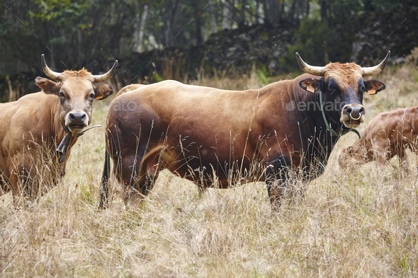 Bull and cow in the countryside. Cattle, livestock Stock Photo by ABBPhoto