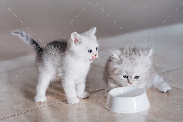 Two funny cute kitties appetizingly eat special food for pet. - Stock Photo - Images
