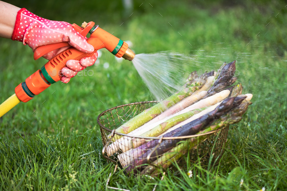 Washes fresh asparagus sprouts with garden hose - Stock Photo - Images