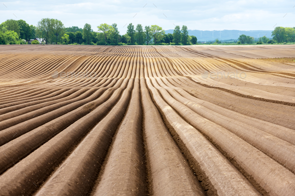 Agricultural field with even rows in the spring - Stock Photo - Images