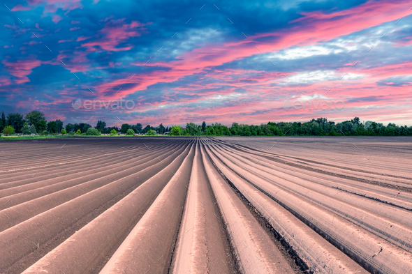 Agricultural field with even rows in the spring - Stock Photo - Images