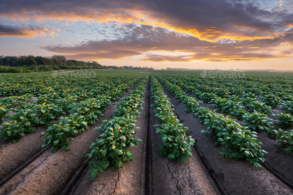 Agricultural field with even rows of potato - Stock Photo - Images
