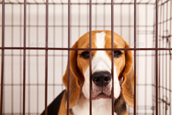 A sad beagle dog in an iron cage for pets. Wire box for keeping the animal.