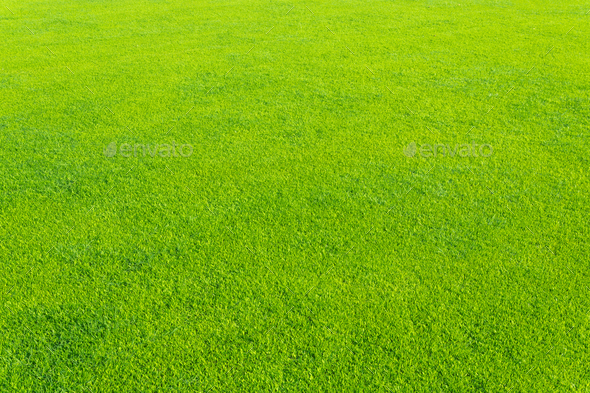 Green grass background texture. - Stock Photo - Images