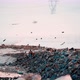 Crows Searching Food at Garbage Dump - VideoHive Item for Sale