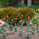 Tulips in garden - PhotoDune Item for Sale