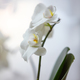 Orchids in Bloom. Vertical photo - PhotoDune Item for Sale