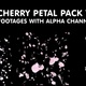 Cherry Petals (Pack 1 - 3 Footages) - VideoHive Item for Sale