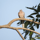 Red eyed dove bird perched on a branch - PhotoDune Item for Sale