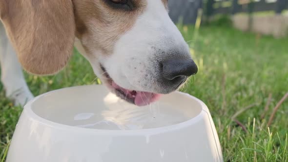 Beagle Dog Drinks Water Out of His Outdoors Bowl on a Grass