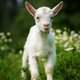 Baby goat standing on green grass with white flowers - PhotoDune Item for Sale