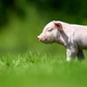 Newborn piglet on spring green grass on a farm - PhotoDune Item for Sale
