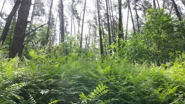 Trees in the Forest By Summer Day alt