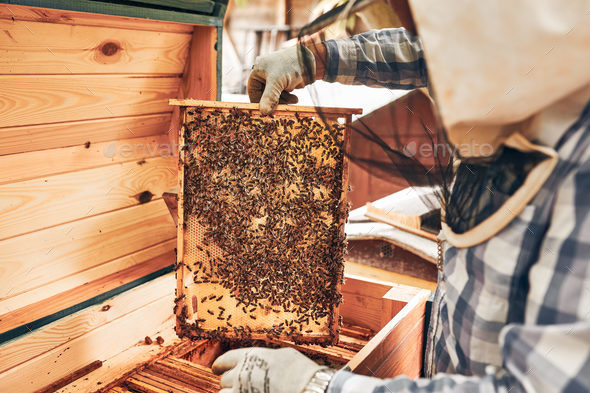 Beekeeper working in apiary. Drawing out the honeycomb from the hive with bees on honeycomb