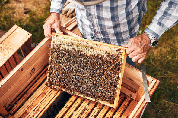 Beekeeper working in apiary. Drawing out the honeycomb from the hive with bees on honeycomb