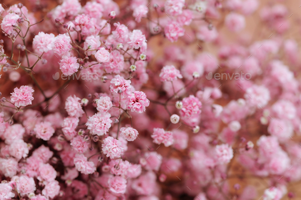 Gypsophila White Baby's Breath Flower Pastel Pink Background Copy Space  Stock Photo by ©October22 374413678