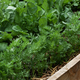 Vegetables and salad grow in the garden - PhotoDune Item for Sale