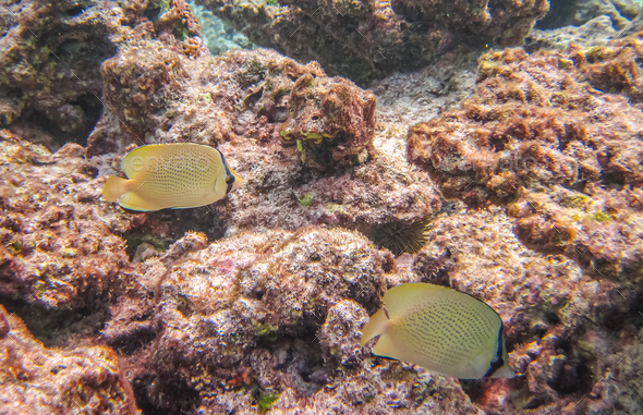 Speckled butterflyfish (Chaetodon citrinellus). - Stock Photo - Images