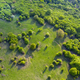 Aerial view of a green wild pasture in the spring - PhotoDune Item for Sale