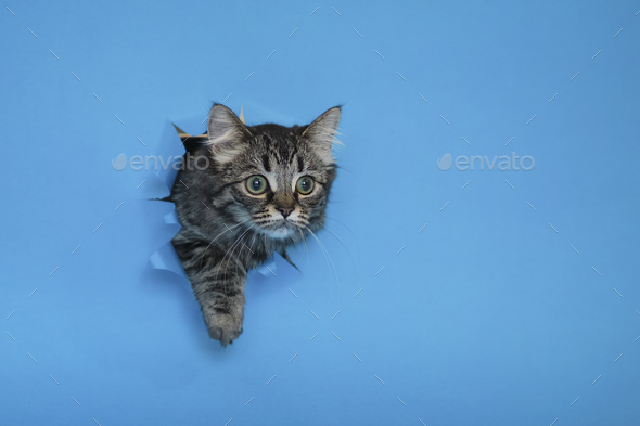 surprised cat looks up. striped gray cat crawls out of a hole in blue paper. Copy space. funny