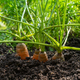 Ripe orange carrots sticking out of the soil in a small garden - PhotoDune Item for Sale