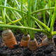 Ripe orange carrots sticking out of the soil in a small garden - PhotoDune Item for Sale