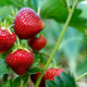 Red strawberries on a bush close-up - PhotoDune Item for Sale